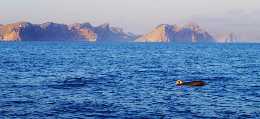 Dolphin watching from Port Pollensa